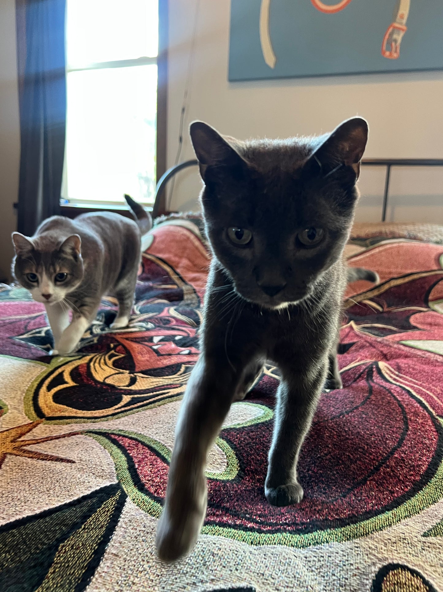 Blanket of Doom: Biblically Accurate Bat Dude Edition